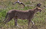 Cheetah, discovered by myself